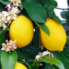 Dwarf Meyer Lemon Tree Live Grafted Citrus Plant 26-30" Tall 1 Gallon