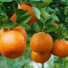 Dwarf Ponkan Mandarin/Tangerine Tree 26-30" Tall Live Citrus Plant Gallon