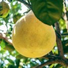Dwarf Thompson Pink Grapefruit Tree 26-30" Tall Live Citrus Plant Gallon