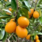 Fukushu Kumquat Tree 12-24" Tall Live Fruit Citrus Plant Graftedted