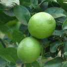 Mexican Key Lime Tree 26-30" Tall Live Plant Gallon Citrus aurantifolia