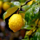 Yuzu Fruit Tree 24-36" Tall Live Citrus Plant Gallon Grafted