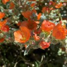 50+ Desert Mallow (Apricot Mallow) Seeds Sphaeralcea ambigua Drought Tolerant