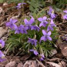 50+ Purple Prairie Violet Seeds Viola pedatifida Beautiful Wild Violet