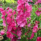 30+ Prairie Mallow 'Starks Hybrids' Mix Seeds Alcea malviflora
