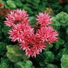 100+ Stonecrop 'Summer Glory' Seeds Sedum spurium Cold Hardy Succulent