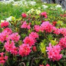 35+ Alpine Rose Rhododendron Seeds Rhododendron ferrugineum Beautiful Shrub