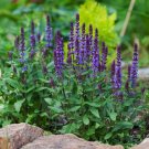50+ Steppe-Sage ‘Violet Queen’ (Violettkönigin) Seeds Salvia nemorosa