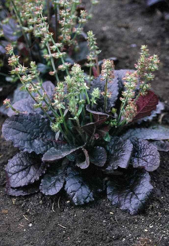 35+ Lyre Leaved Sage &acirc;��Purple Knockout&acirc;�� Seeds Salvia lyrata Burgundy Purple