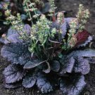 35+ Lyre Leaved Sage ‘Purple Knockout’ Seeds Salvia lyrata Burgundy Purple