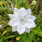 50+ 'Hakone White' Balloon Flower Seeds Chinese Bellflower Double Blooms