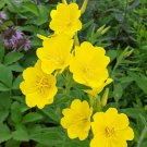 100+ Meadow Sundrops Evening Primrose ‘Yella Fella' Seeds Oenothera pilosella