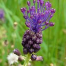 30+ Tassel Grape Hyacinth Seeds- Muscari comosum Unique Species Grape Hyacinth