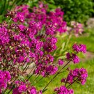 100+ Sticky Catchfly 'Firebird’ Seeds Lychnis viscaria splendens