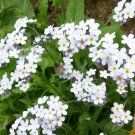 50+ Forget Me Not 'Victoria White' Seeds Myosotis sylvatica Victoria Series