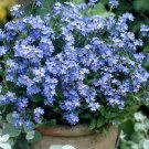 50+ Forget Me Not Victoria Series ‘Indigo Blue’ Seeds Myosotis compacta