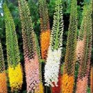 35+ Foxtail Lily Colorful Mix ‘Erfo’ Seeds Eremurus x isabellinus Huge Spires