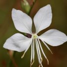 50+ Gaura ‘Cool Breeze’ Wandflower Seeds Bright White Elegant Flower Sprays