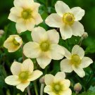 50+ Golden Windflower Seeds Anemone multifida var magellanica