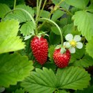 50+ Alpine Strawberry ‘Alexandria’ Seeds Fragaria vesca Aromatic and Sweet