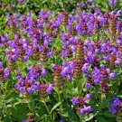 50+ Highest Potency Allheal (Selfheal) Seeds Prunella vulgaris Xia Ku Cao