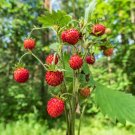 50+ Alpine Strawberry ‘Improved Rugen’ Fragaria vesca Old World Alpine Berry