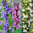 100+ Hyssop ‘Nectar Mix’ Seeds Tricolor Pollinator Mix Hyssopus officinalis