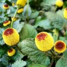 35+ Toothache Plant Seeds Acmella oleracea Electric Daisy Buzz Buttons