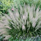50+ Diamond Grass Seeds Korean Feather Reed Grass Calamagrostis brachytricha