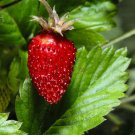 50+ Alpine Strawberry ‘Reine des Vallees’ Fragaria vesca Best Flavor & Aroma