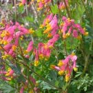 50+ Rock Harlequin Seeds Corydalis sempervirens First Year Flowering