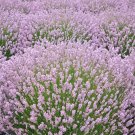 25+ Lavender 'Ellagance Pink' Seeds First Year Flowering Lavandula angustifolia