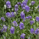 25+ Lavender 'Ellagance Sky' Seeds First Year Flowering Lavandula angustifolia