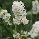 25+ Lavender 'Ellagance Snow' Seeds First Year Flowering Lavandula angustifolia