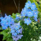 50+ Larkspur 'Light Blue Butterfly' Seeds Delphinium Butterfly Series