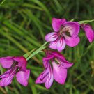30+ Rare Species Gladiolus Seeds Dainty Vivid Sprays of Rose Wine Flowers