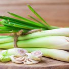 100+ Lemongrass Seeds Wonderful Herb for Tea & Cooking Cymbopogon flexuosus