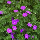 25+ Bloody Cranesbill 'Vision Violet' Seeds Geranium sanguineum
