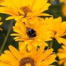 20+ Heliopsis 'Prima Ballerina' Perennial Sunflower Seeds Bright Golden Blooms