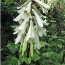 10+ Giant Himalayan Lily Seeds Stunning Large Cardiocrinum giganteum