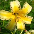 10+ Fragrant Lily Species Lilium kesselringianum Seeds Large Golden Flowers