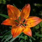 10+ Fire Lily Seeds Fiery Flowers Beautiful and Hardy Lilium bulbiferum