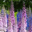 50+ Larkspur 'Connecticut Yankee Mix' Seeds Delphinium belladonna Stunning Mix