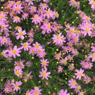 100+ Pink Coreopsis 'American Dream' Coreopsis rosea Pink Tickseed Cultivar