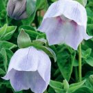 50+ Bonnet Bellflower 'Lilac Eyes' Codonopsis clematidea Twining Perennial