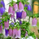 100+ Bellflower Species Seeds Campanula punctata Mixed Colors Unique Variety