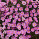 100+ Aster 'Happy End' Seeds Aster alpinus Bright Bubblegum Pink Blooms