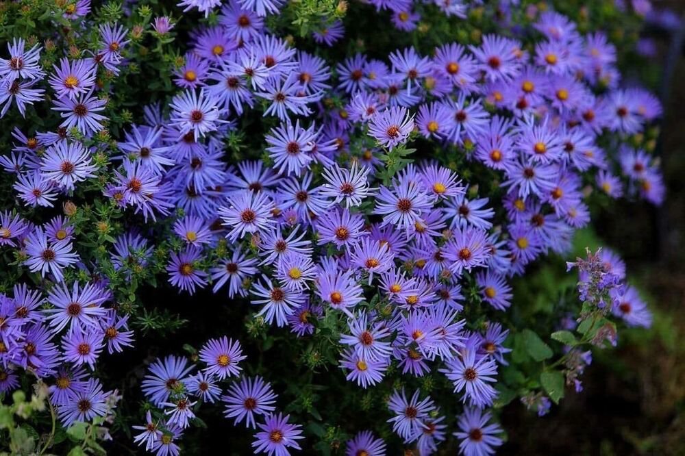 100+ Aster 'Goliath' Seeds Aster alpinus Large Electric Blue Flowers