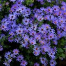 100+ Aster 'Goliath' Seeds Aster alpinus Large Electric Blue Flowers