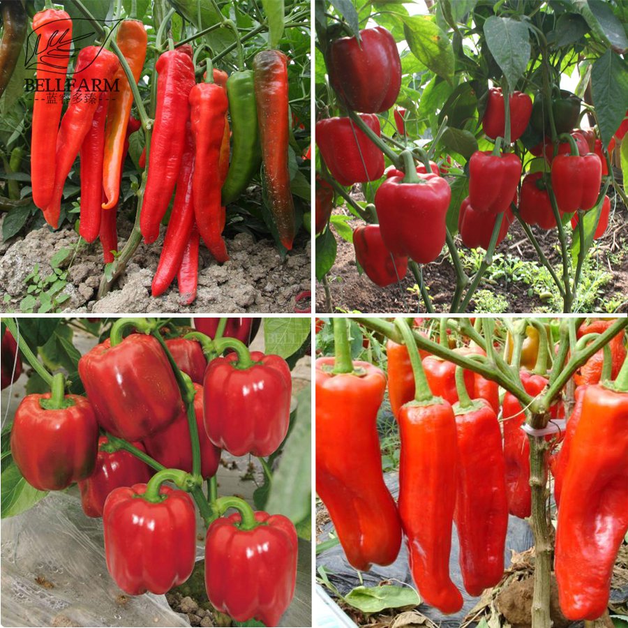 Heirloom Red Sharp Sweet Bell Long 20+Seeds Organic High
